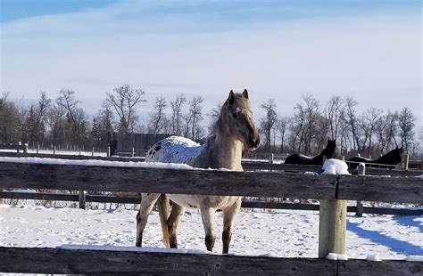 Horse Tails – Trudy Andrew