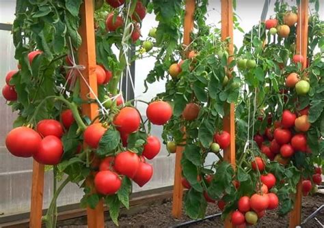 Томат Папина Дочка: отзывы, фото, описание, характеристика.