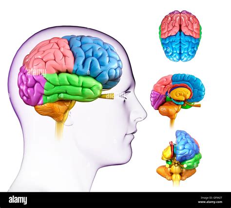 Illustration De L Anatomie Du Cerveau Humain Photo Stock Alamy