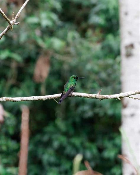 Catarata del Toro Waterfall Guide, Costa Rica