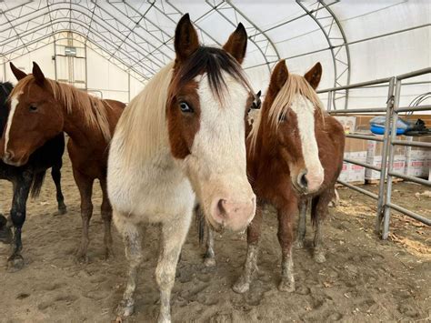 Officials take care of 18 abused horses at Nevins Farm in Methuen after