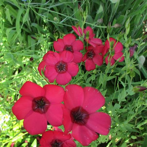 Лен Красный - Для модных цветочных газонов!