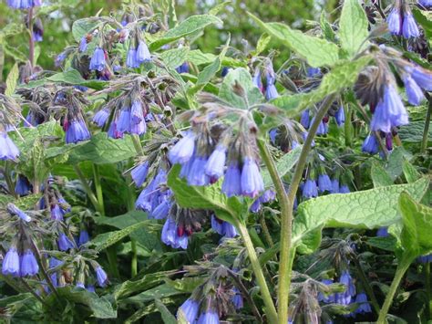 Корень живокоста: лечебные свойства и применение в народной медицине