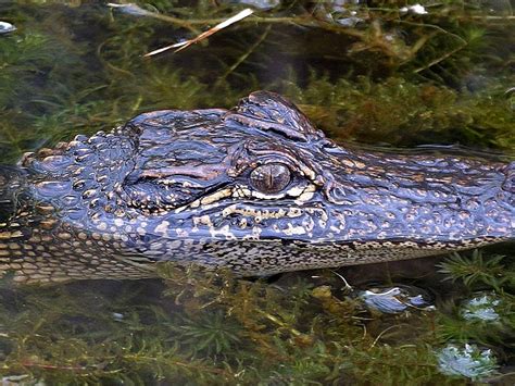 Free picture: alligator, Louisiana