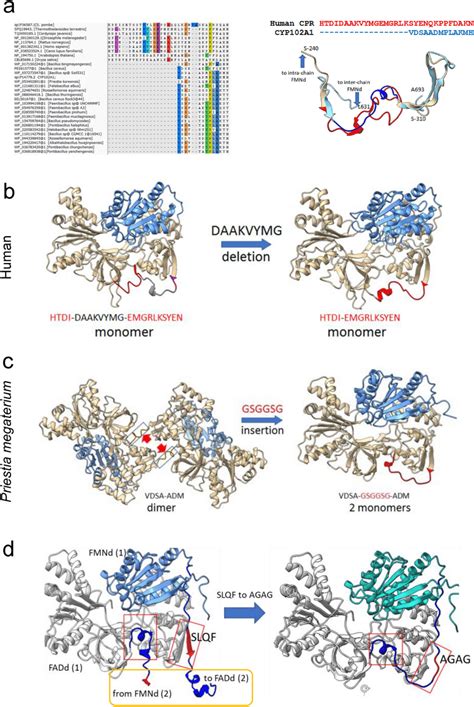 Structure determinants for dimerization identified by in silico ...