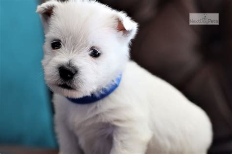 Roof West Highland White Terrier Westie Puppy For Sale Near