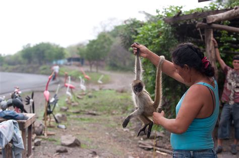 Plundering Eden: Wildlife Trafficking in Latin America | Saving Earth