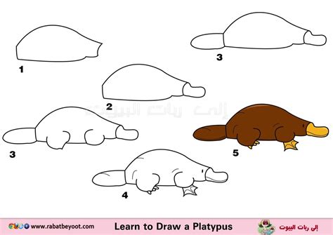 How To Draw An Echidna Step By Step – Flagler Productions