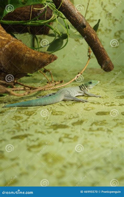 Standing S Day Gecko Phelsuma Standingi Stock Photo Image Of