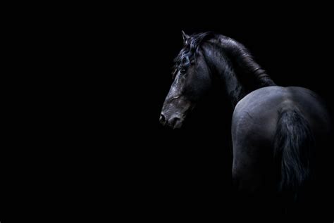 Black Horse Wallpapers - 4k, HD Black Horse Backgrounds on WallpaperBat