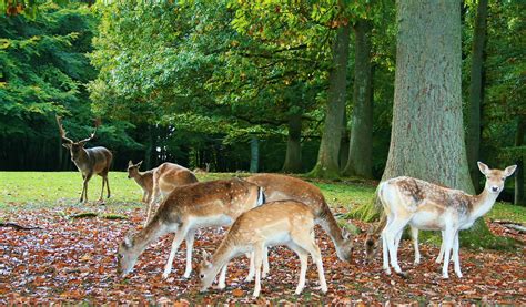 Free Images Grass Wilderness Meadow Wildlife Herd Grazing