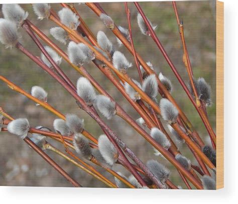 Pussy Willow Branches