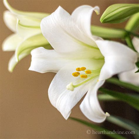 Easter Lilies, Their Meaning, and an Easter Centerpiece | Hearth and Vine