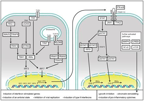 Ijms Free Full Text Role Of Nlrs In The Regulation Of Type I