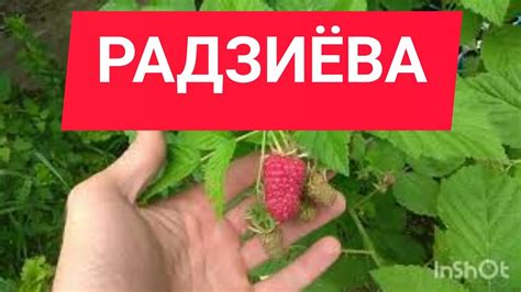 Малина Радзиева Фото – Telegraph