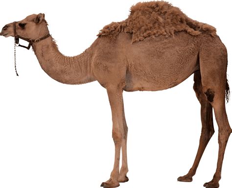 camel png image transparent hq png  freepngimg