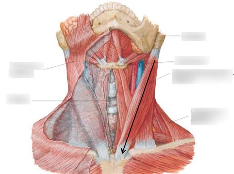Triangles Of The Neck Diagram Quizlet