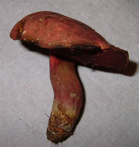 Boletus Flammans “flame Bolete” The Bolete Filter