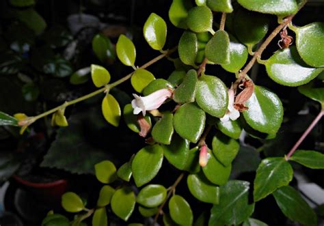 Кодонанта (Codonanthe). Кодонанта (лат. Codonanthe) - род многолетних ...