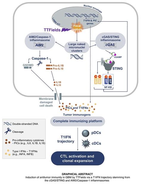 JCI Tumor Treating Fields Dually Activate STING And AIM2