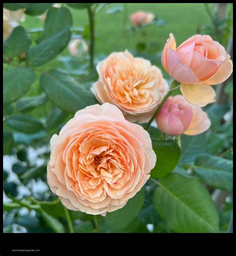 Flavorette Honey Apricot Rose A Sweet And Floral Combination Plant