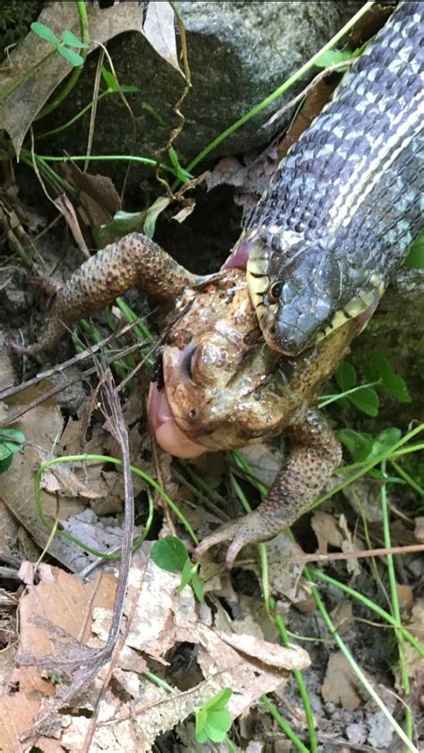 After Seeing That Frog Eating A Spider I Raise You A Snake Eating A