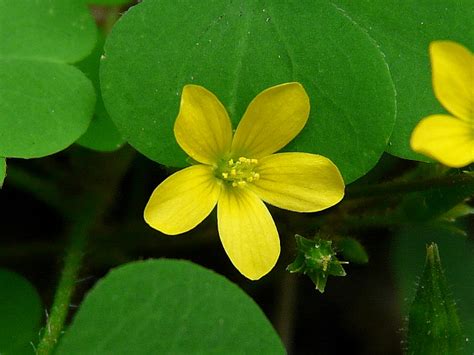 Toronto Wildlife - More Yellow Wood Sorrel