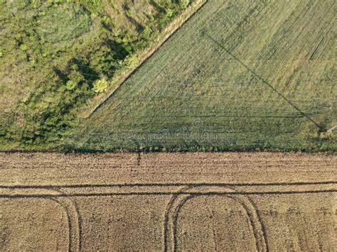 Divided Fields Of Rye And Corn Stock Image Image Of Crop Countryside