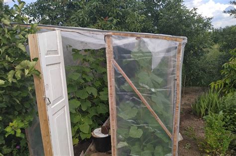 Парник для огурцов своими руками: фото готовых идей для будущего воплощения