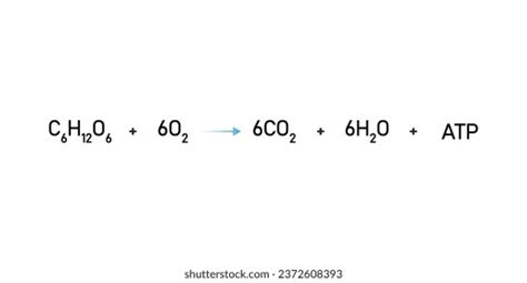 Cellular Respiration Equation Scientific Design Vector Stock Vector ...