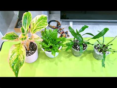 КОМНАТНЫЕ РАСТЕНИЯ(ЦВЕТЫ).НОВИНКИ ИЗ ЛЕРУА. - YouTube