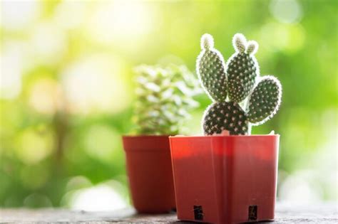 Premium Photo Small Green Cactus Plants Pots In Garden Nature Background