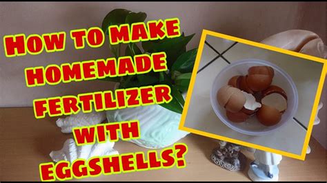 Easy Homemade Eggshells Fertilizer Useful For My Pothos Plant Other Type Of Plants Youtube