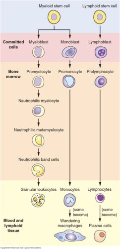 Ch 24 Disorders Of WBC S And Lymphoid Tissues Flashcards Quizlet