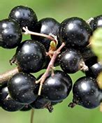 Сажецы черной, красной и белой смородины - Ягодной подворье | питомник ...