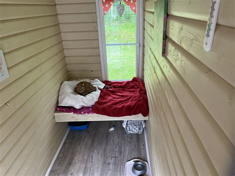 Sugar Hut Brook Farm Cattery