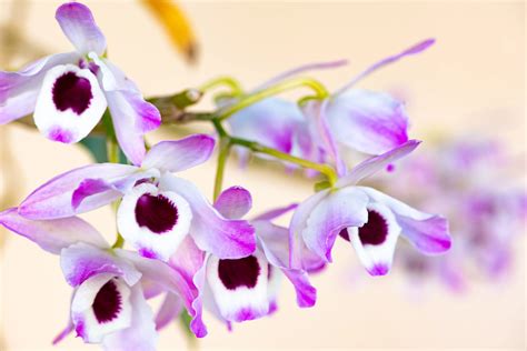 Saiba como cultivar a BELÍSSIMA orquídea olho de boneca e se encante