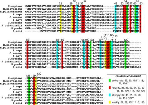 Genomic Analysis For Sequence Conservation Of Cypa Full Analysis Was