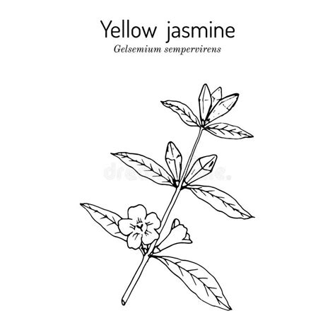 Jessamine Yellow Stock Illustrations – 40 Jessamine Yellow Stock ...