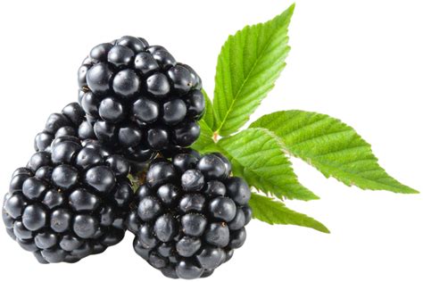 Ежевика Фото Уход Садовая – Telegraph