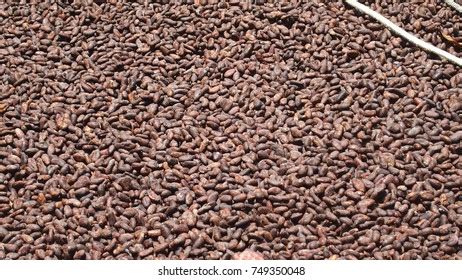 Just Some Drying Cocoa Beans Stock Photo 749350048 | Shutterstock