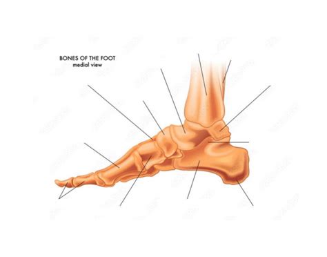 Bones of the Foot Medial View Quiz