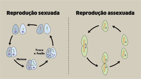 Partenogenese Reproducao Assexuada