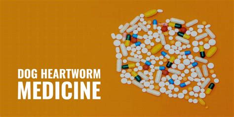 dog heartworm medicines brands types  factors
