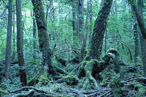 Aokigahara Forest Tour
