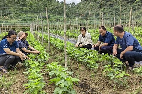 南丹县六寨镇：罗汉果套种大豆 严防耕地“非粮化”河池广西壮族自治区农业农村厅