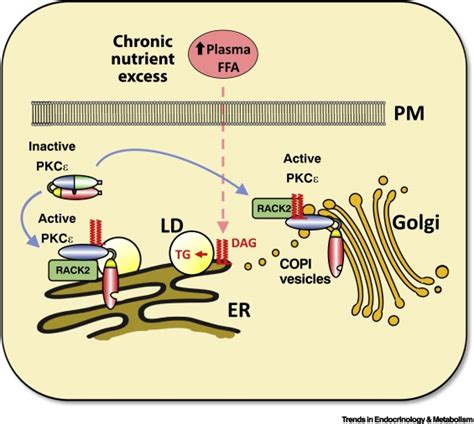 Deconstructing The Role Of PKC Epsilon In Glucose Homeostasis Trends