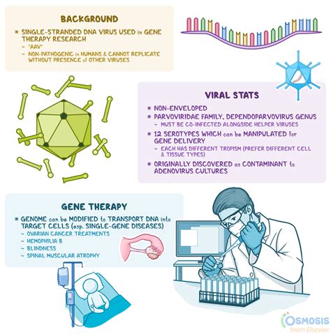 Adeno-associated Virus: What It Is, Transmission, Signs, Symptoms | Osmosis