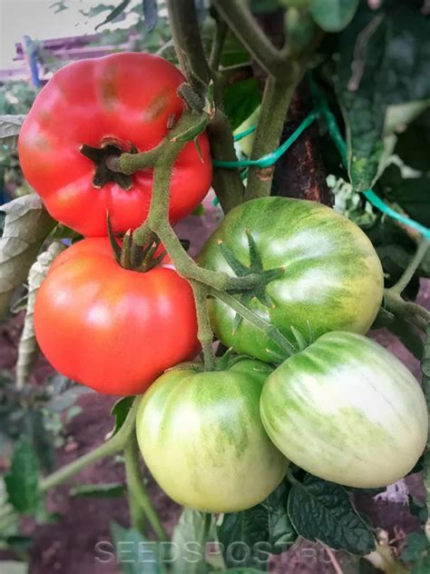 Томат Колхозница: описание сорта помидоров, характеристики. Особенности ...