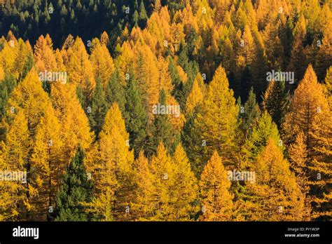 western larch  fall color  essex montana stock photo alamy